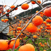 10 Japanese Persimmon Fruit Tree Bonsai Non-gmo Plant Home Garden Diospyros Kaki Seeds